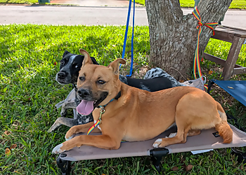 Sit Happens Dog Training Florida Sit Happens Dog Training Florida - Jacksonville, FL Dog Training - Professional Highlights