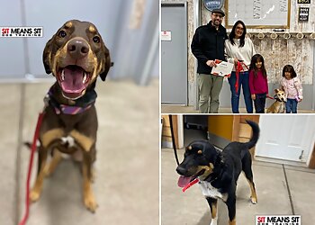 Albuquerque Dog Training Sit Means Sit Dog Training