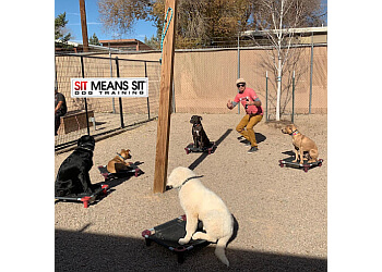 Sit Means Sit Dog Training  Albuquerque Dog Training