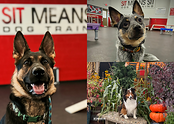 Sit Means Sit Dog Training - Cleveland, OH Dog Training - Service Image