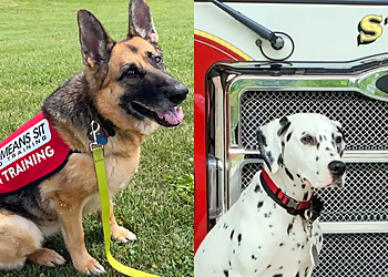 Sit Means Sit Dog Training - Cleveland, OH Dog Training - Service Highlights