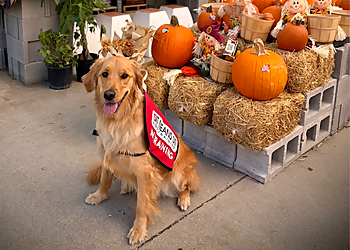 Sit Means Sit Dog Training - Cleveland, OH Dog Training - Work Image