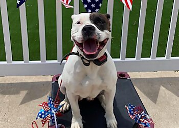 Colorado Springs Dog Training Sit Means Sit Dog Training