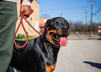 Sit Means Sit Dog Training - Dallas, TX Dog Training - Service Highlights