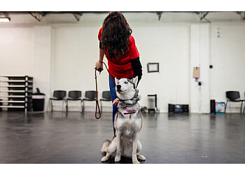 Dallas dog training Sit Means Sit Dog Training