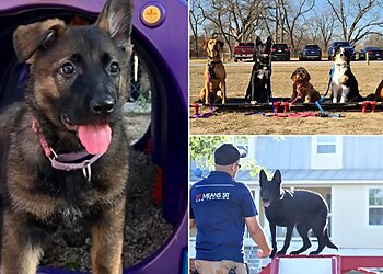 San Antonio Dog Training Sit Means Sit Dog Training