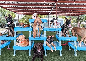 Sit Means Sit Dog Training San Antonio Dog Training image 1