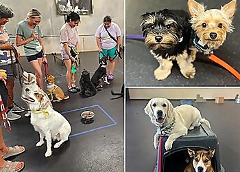 Austin Dog Training Sit Means Sit Dog Training Austin