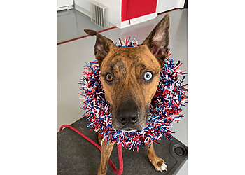 Sit Means Sit Dog Training Long Beach Sit Means Sit Dog Training Long Beach - Long Beach, CA Dog Training - Service Highlights