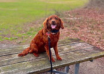 Raleigh Dog Training Sit Means Sit Dog Training Raleigh