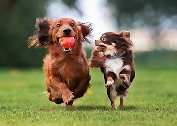 Kansas City Dog Training Sit Means Sit Dog Training of Kansas City