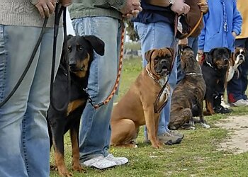 Kansas City Dog Training Sit Means Sit Dog Training of Kansas City
