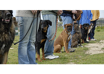 Oklahoma City Dog Training Sit Means Sit Dog Training OKC