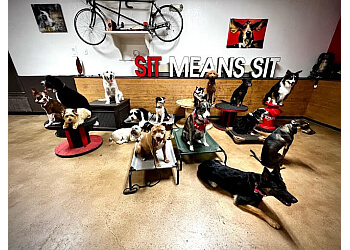 Oklahoma City dog training Sit Means Sit OKC