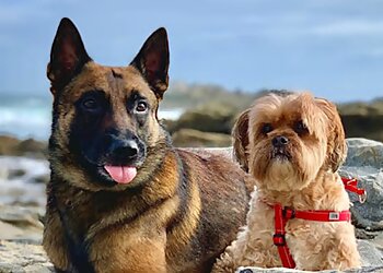 Huntington Beach Dog Training Sit Means Sit Orange County