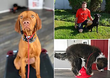 Huntington Beach Dog Training Sit Means Sit Orange County