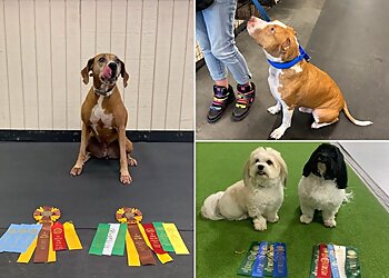 Wichita Dog Training SitStay Dog Training