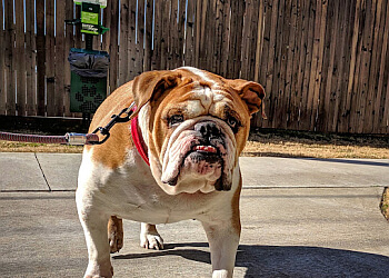 Tulsa Dog Walkers Sit Stay Play