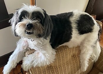 Fort Lauderdale Dog Walkers Sitter4Paws