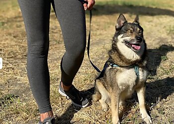 Los Angeles Dog Walkers Sitter4Paws