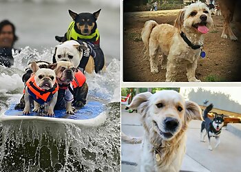 Los Angeles Dog Walkers Sitter4Paws