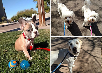 Scottsdale Dog Walkers Sitter4Paws