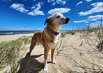 Virginia Beach Dog Walkers Sitters by the Sea Pet & House Sitting Services