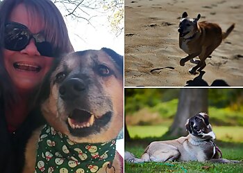 Virginia Beach Dog Walkers Sitters by the Sea Pet & House Sitting Services