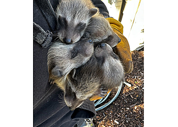 Milwaukee Animal Removal Skedaddle Humane Wildlife Control