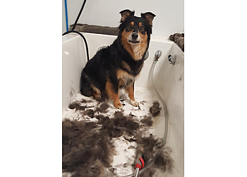 Tulsa Pet Grooming Sloppy Dog Wash