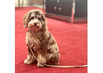 Fort Lauderdale Dog Training Smart Start Puppies