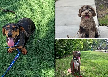 Fort Lauderdale Dog Training Smart Start Puppies