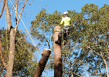 Durham Tree Services Smart Tree Service, LLC