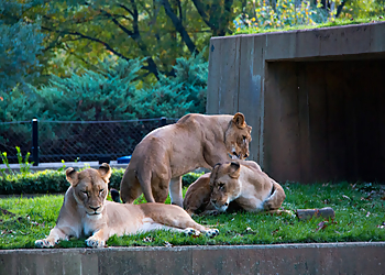 Washington Places To See Smithsonian’s National Zoo and Conservation Biology Institute