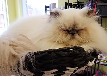 Des Moines Pet Grooming Smitten Kitten