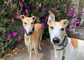 San Francisco Dog Walkers Sniff and Go