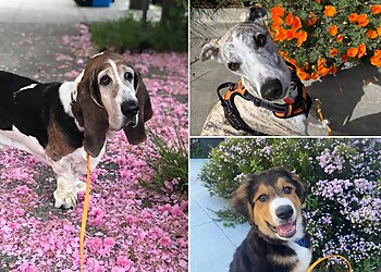 San Francisco Dog Walkers Sniff and Go