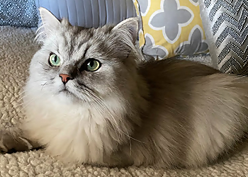 Milwaukee Pet Grooming Snipz N Tailz LLC