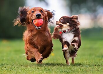 Irvine Dog Walkers Snuggle Pup Care LLC