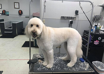 Soapy Paws Salem Pet Grooming