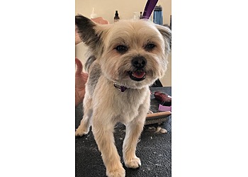 Long Beach Pet Grooming Soggy Dog