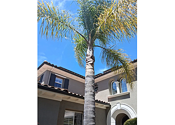 Solano's Tree Service - Salinas, CA Tree Services - Maintenance Service Image