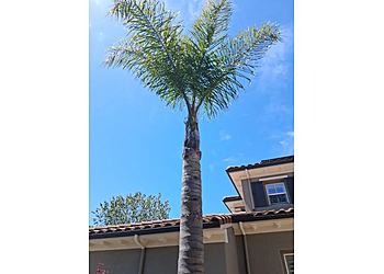 Solano's Tree Service Solano's Tree Service - Salinas, CA Tree Services - Service Image