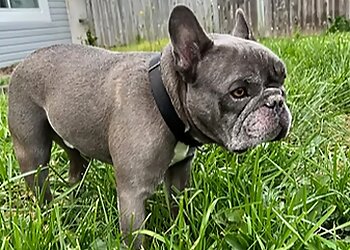 Chesapeake Dog Walkers Sophie's Pet Services LLC