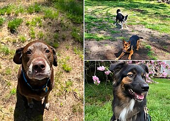 Chesapeake Dog Walkers Sophie's Pet Services LLC