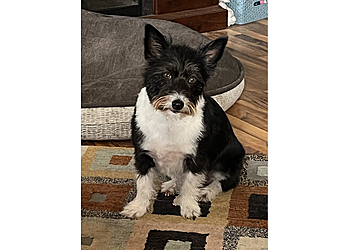 South Bend Veterinary Clinics South Bend Animal Clinic