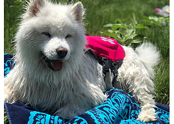 Boulder Veterinary Clinics South Boulder Animal Hospital