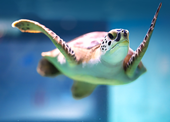 Charleston Places To See South Carolina Aquarium