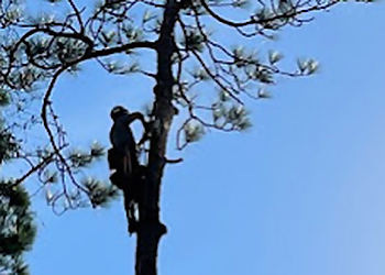 Mobile Tree Services South Coast Outdoor Services LLC