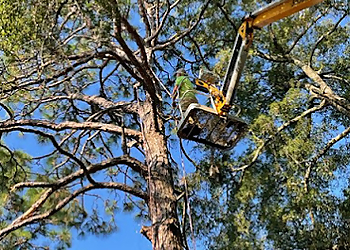 Mobile Tree Services South Coast Outdoor Services LLC